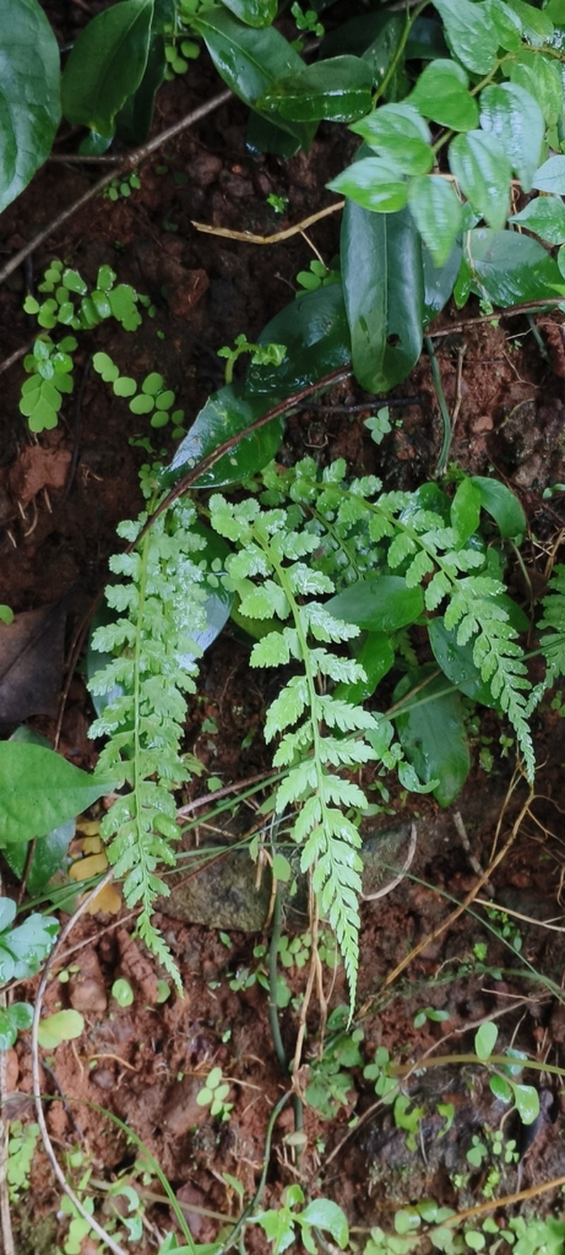 Athyrium hohenackerianum