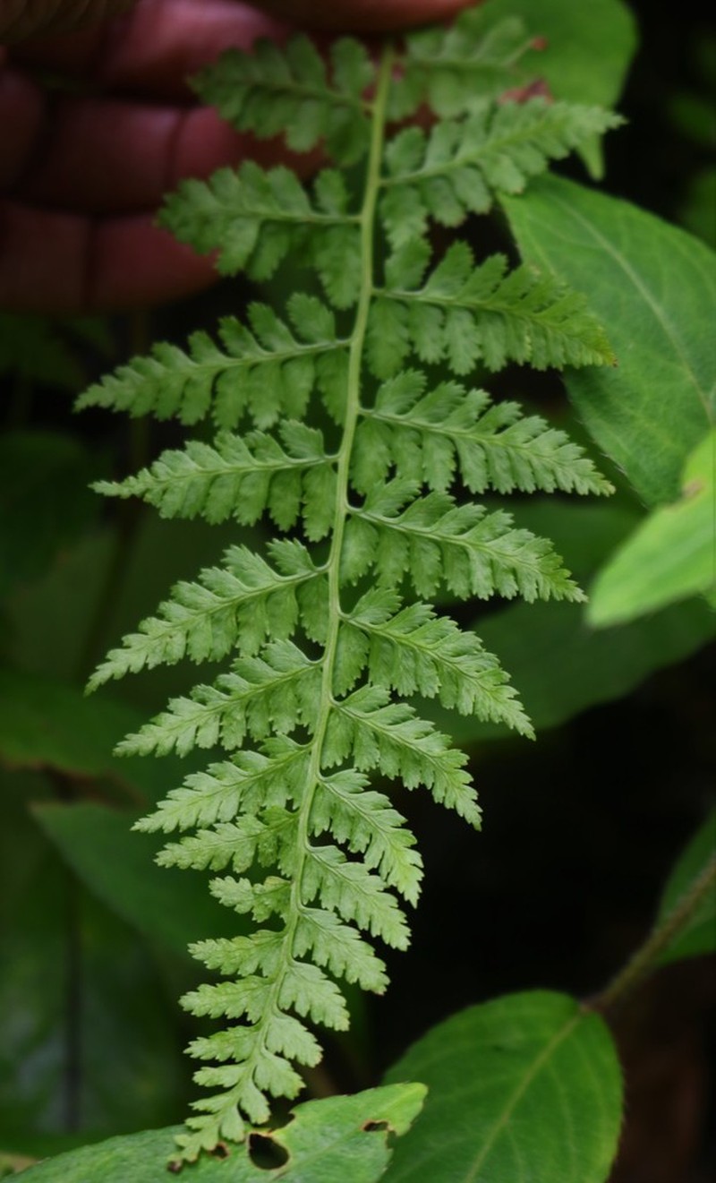 Athyrium hohenackerianum photo 3