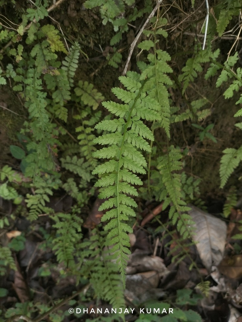 Athyrium hohenackerianum photo 4