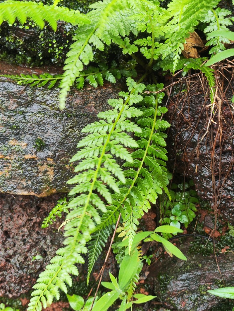 Athyrium hohenackerianum photo 5