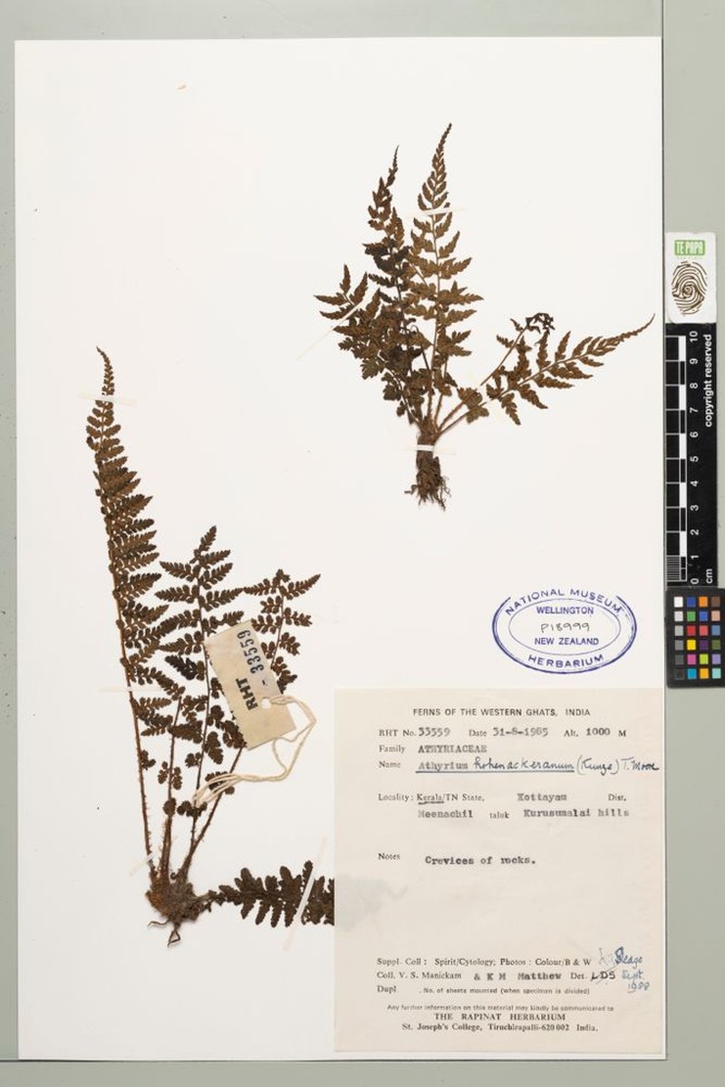 Athyrium hohenackerianum photo 6