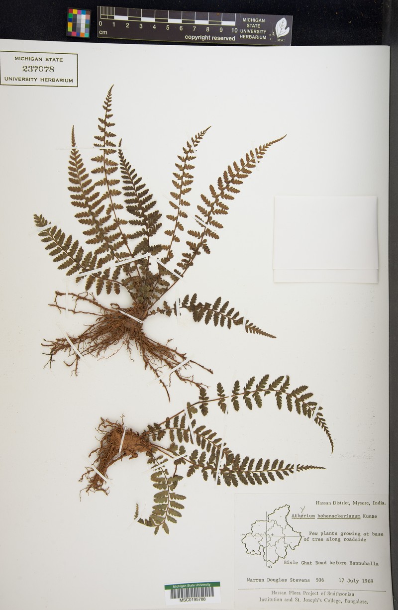 Athyrium hohenackerianum photo 7