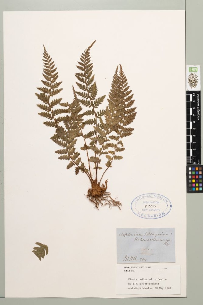Athyrium hohenackerianum photo 8