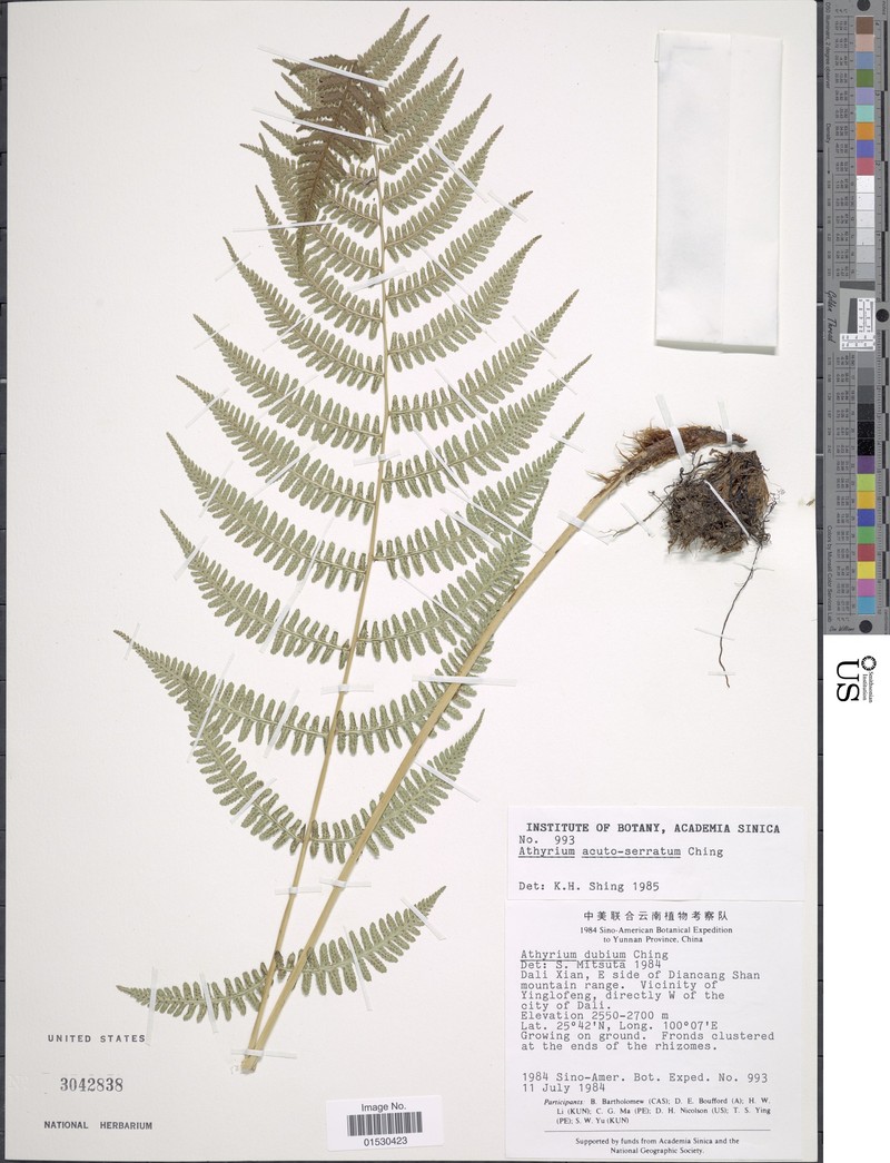 Athyrium interjectum