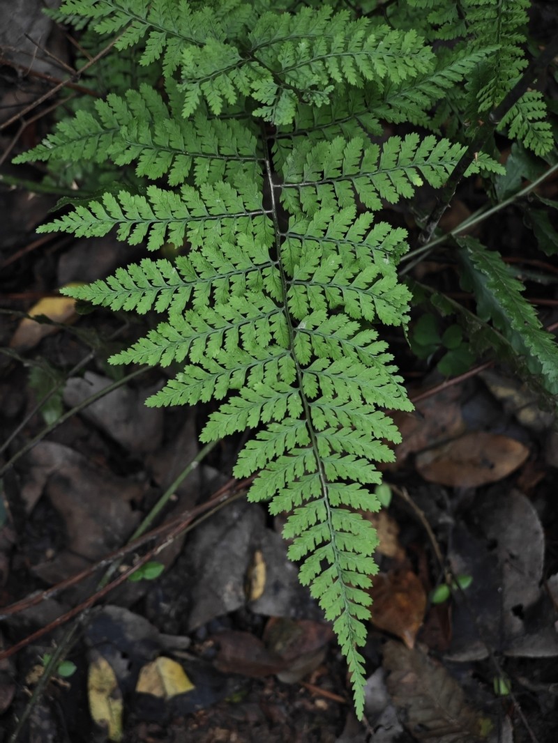 Athyrium iseanum photo 2