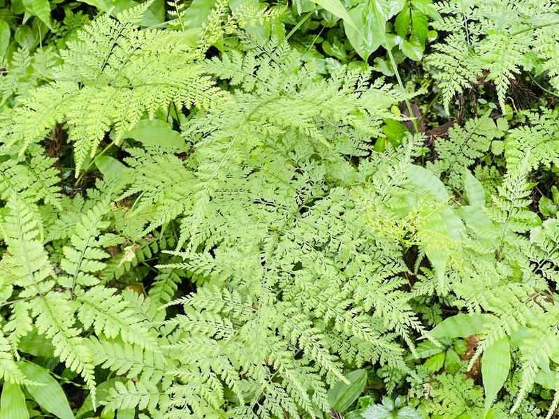 Athyrium iseanum photo 3