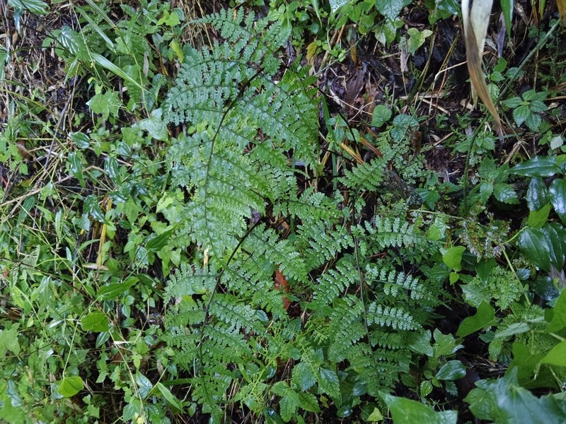 Athyrium iseanum photo 4