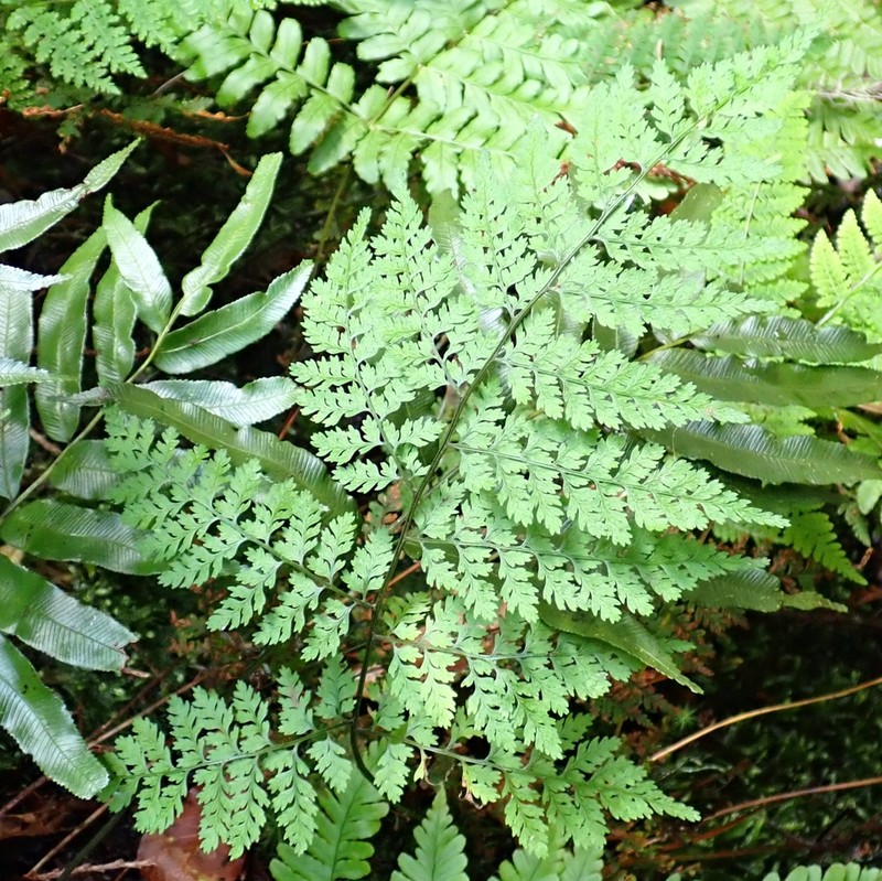 Athyrium iseanum photo 5