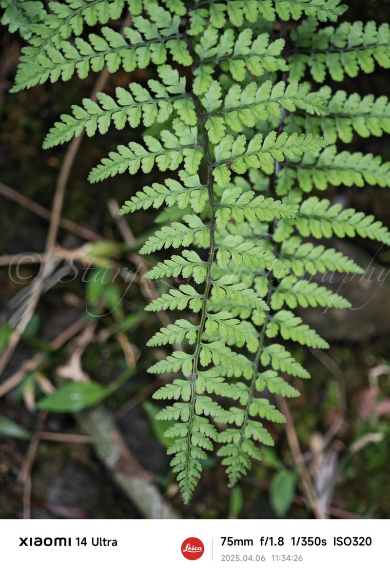 Athyrium iseanum photo 6