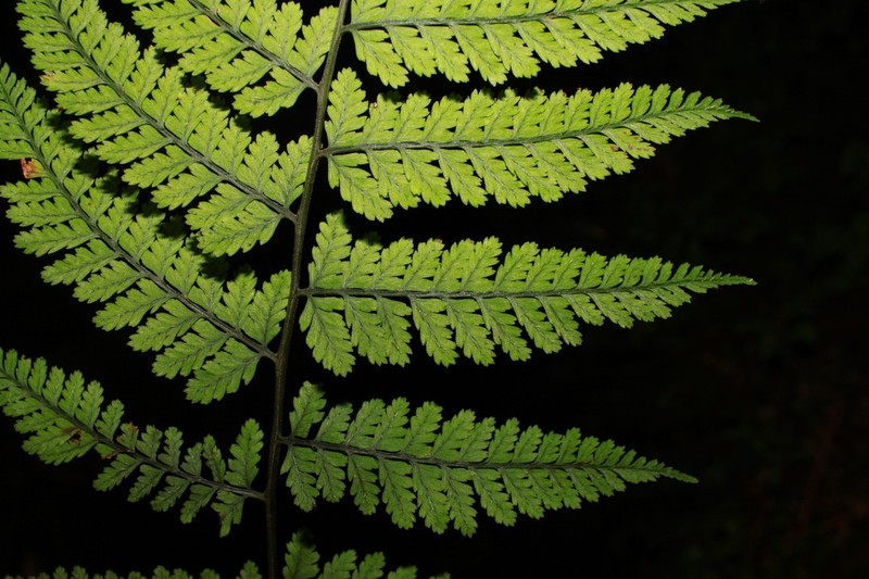 Athyrium iseanum photo 8