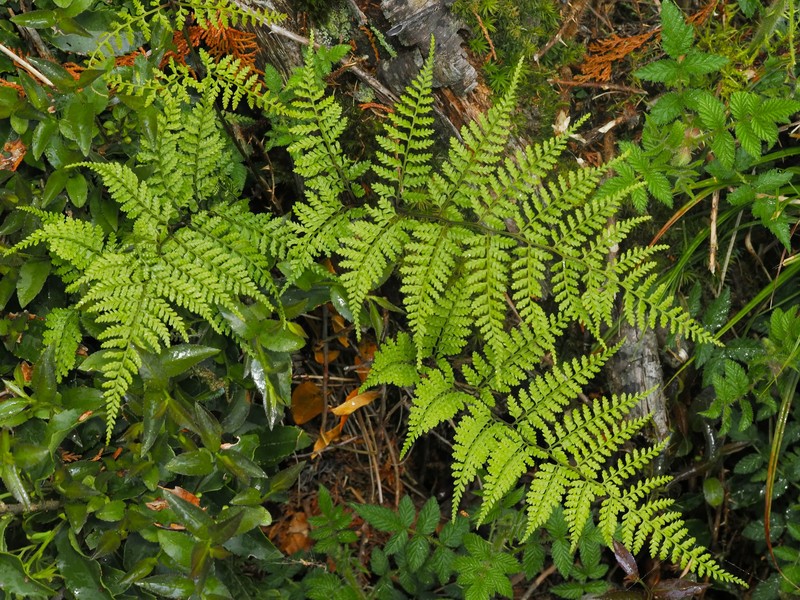 Athyrium iseanum var. angustisectum