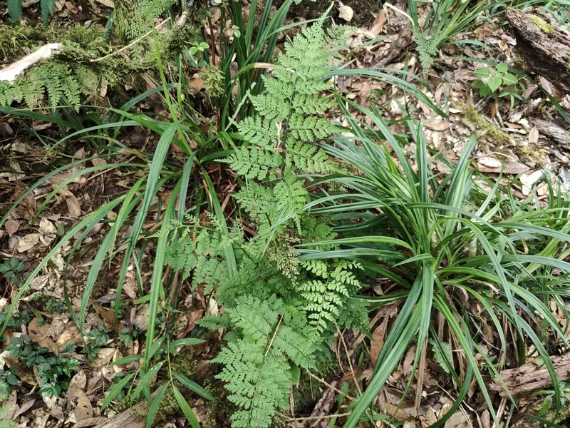 Athyrium iseanum var. angustisectum photo 2