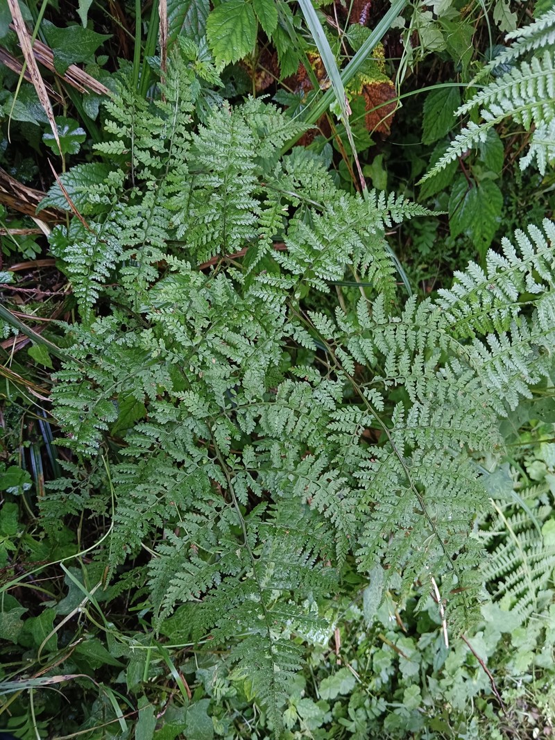Athyrium iseanum var. angustisectum photo 4