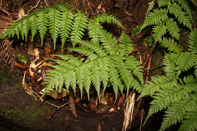 Athyrium kirishimaense