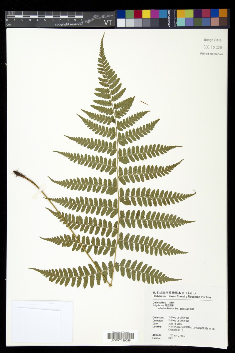 Athyrium kuratae