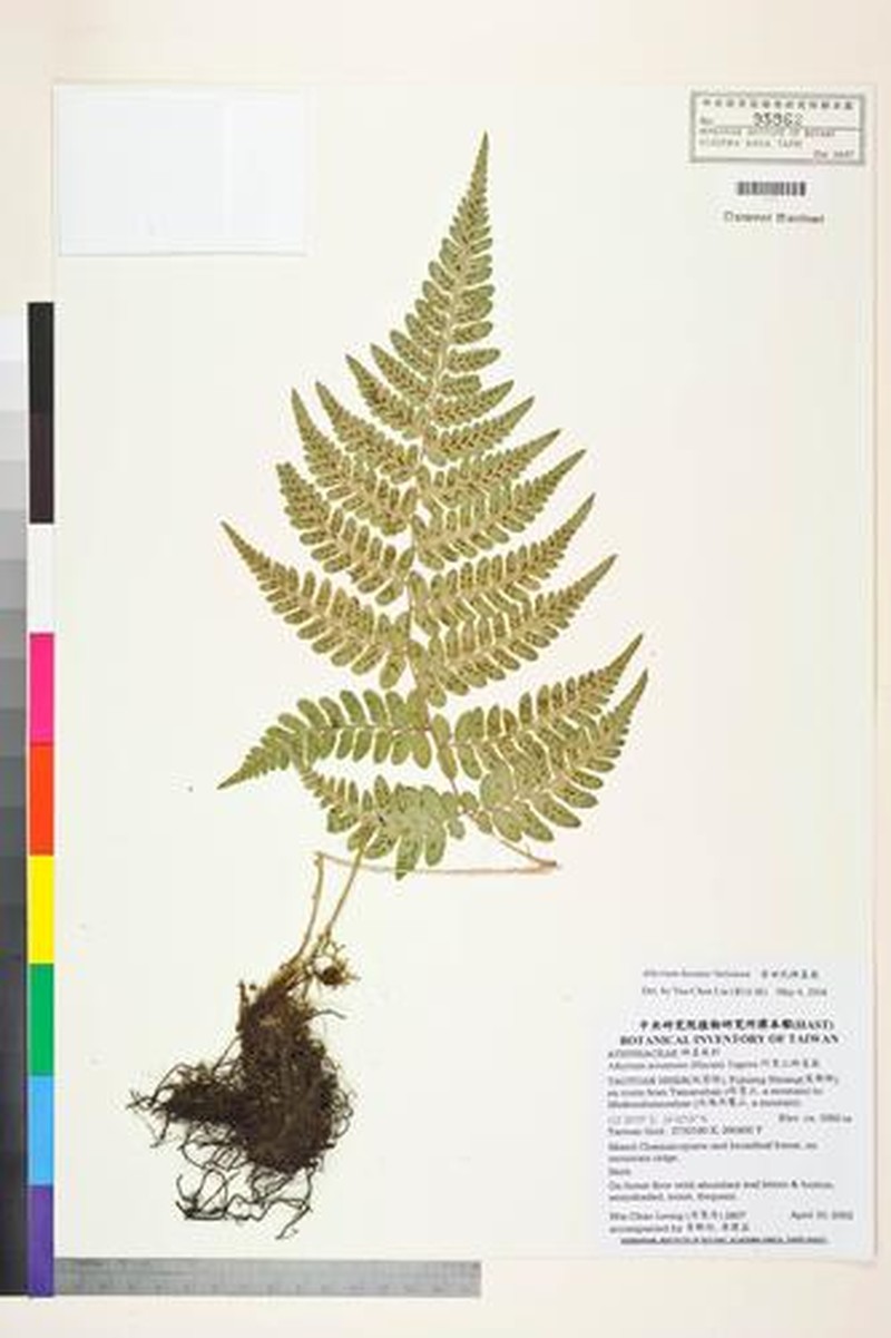 Athyrium kuratae photo 2