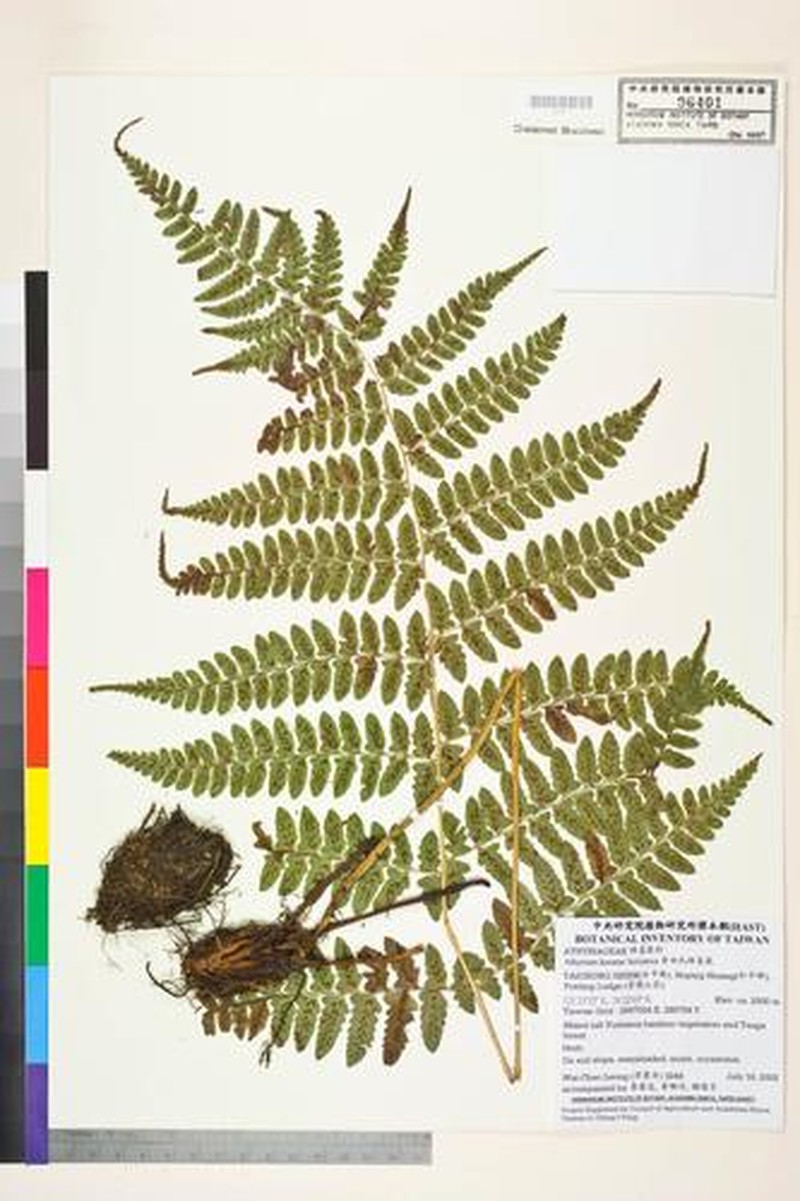 Athyrium kuratae photo 3