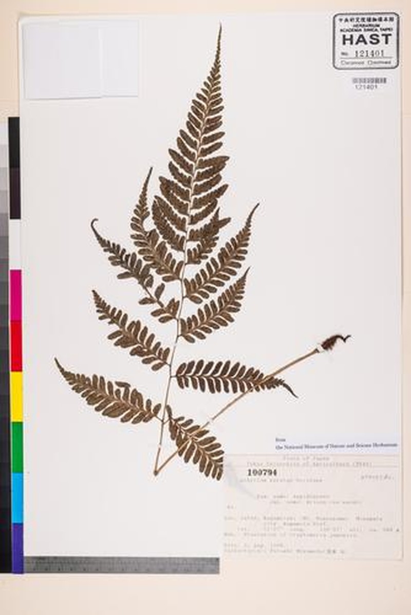 Athyrium kuratae photo 4