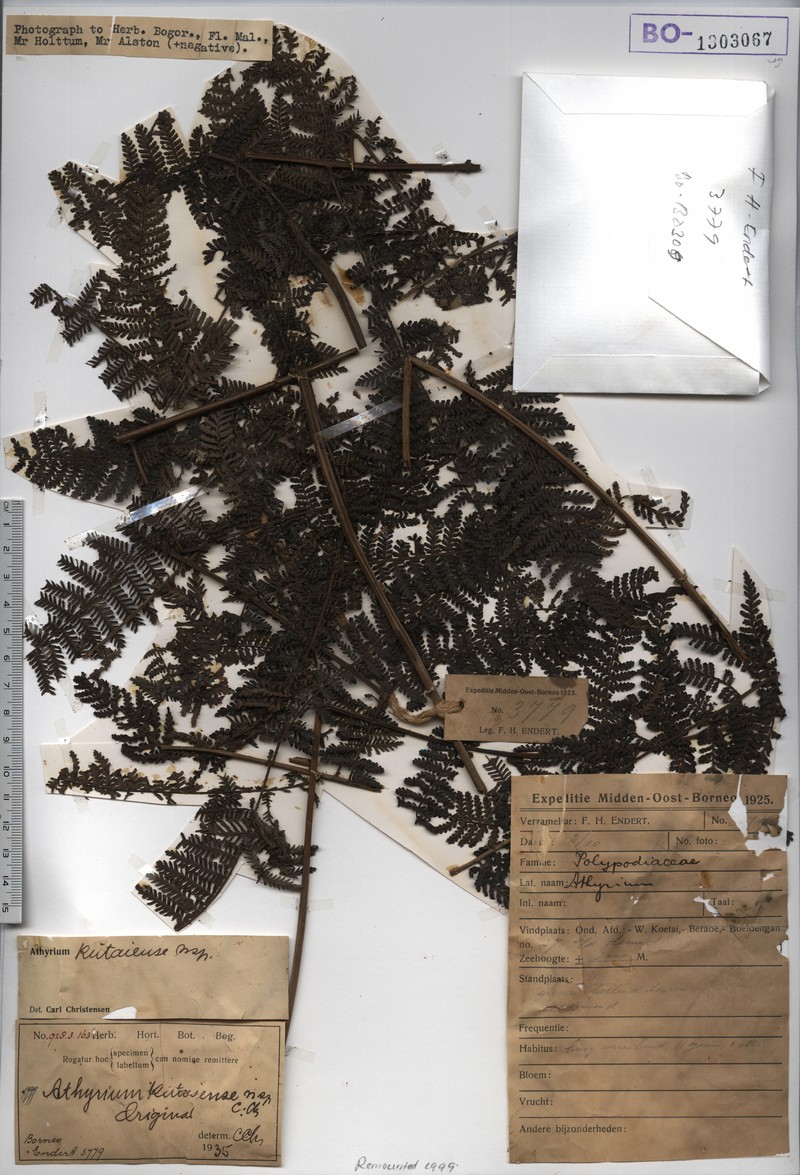 Athyrium kutaiense