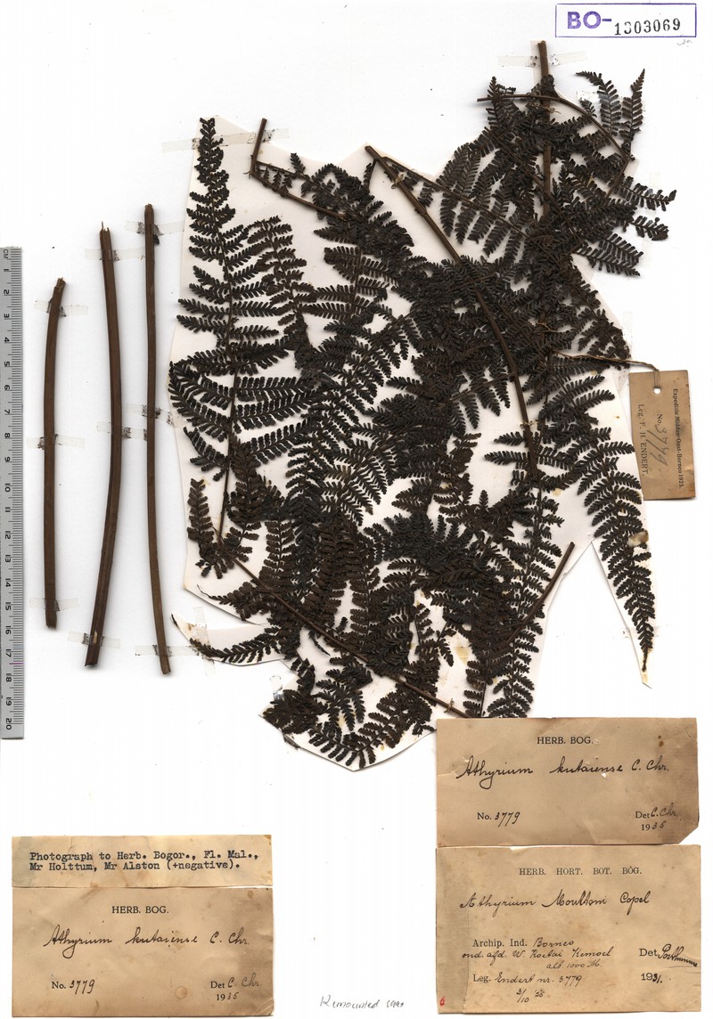 Athyrium kutaiense photo 3