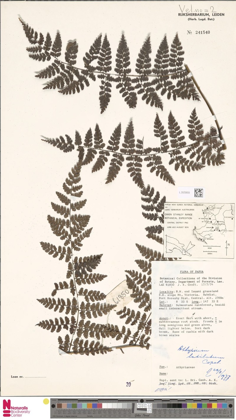 Athyrium latilobum