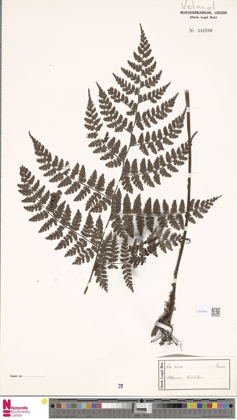 Athyrium latilobum photo 2