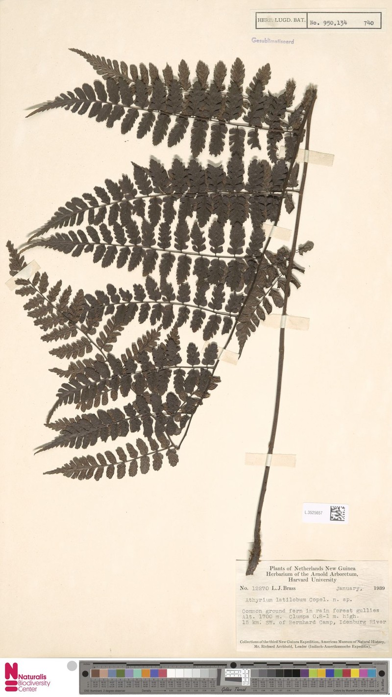 Athyrium latilobum photo 3