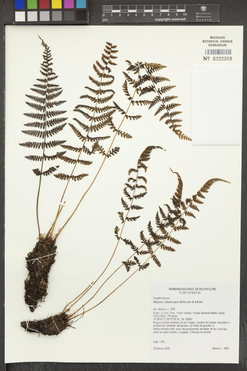Athyrium latinervatum