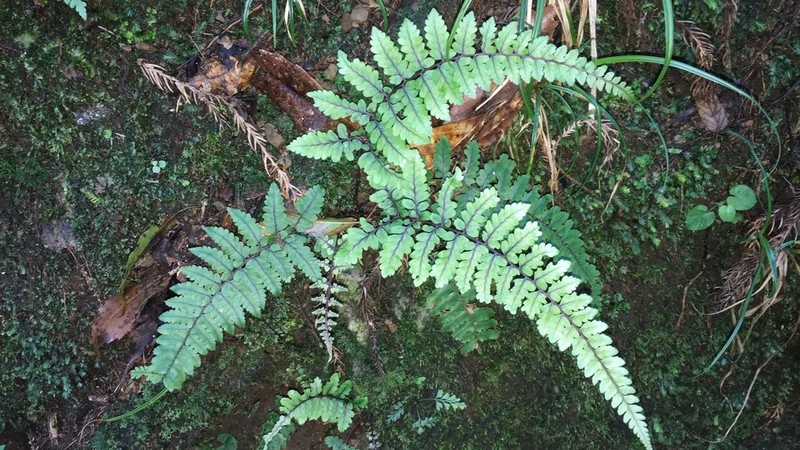 Athyrium leiopodum