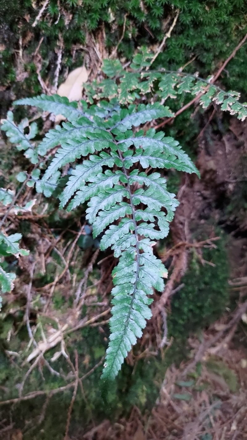Athyrium leiopodum photo 2