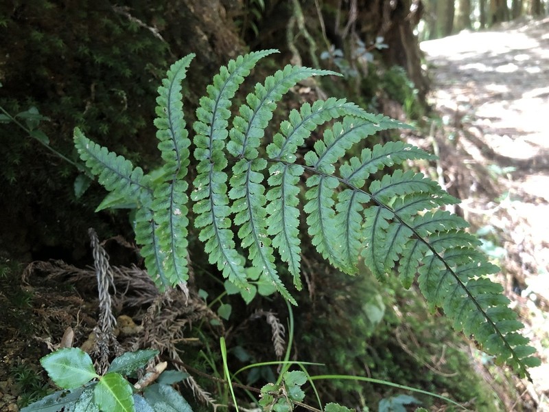 Athyrium leiopodum photo 3