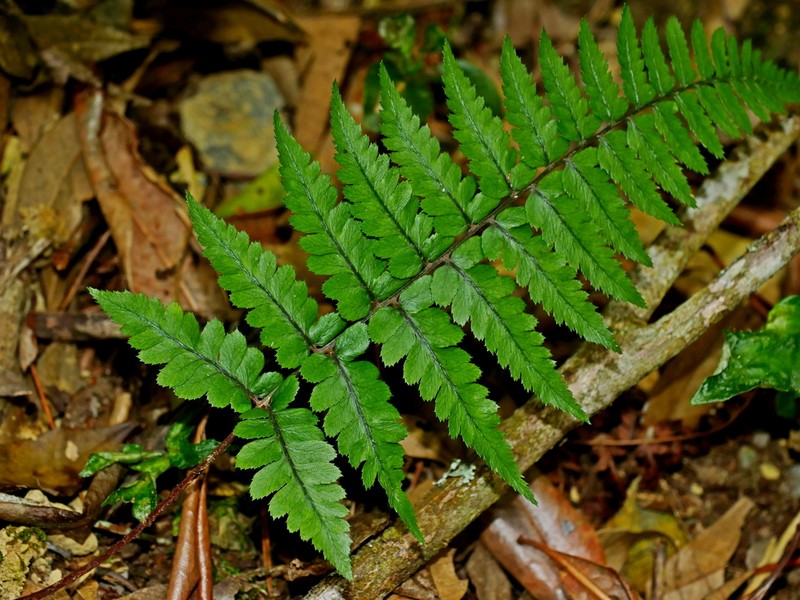 Athyrium leiopodum photo 4