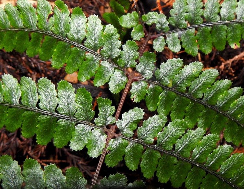 Athyrium leiopodum photo 5