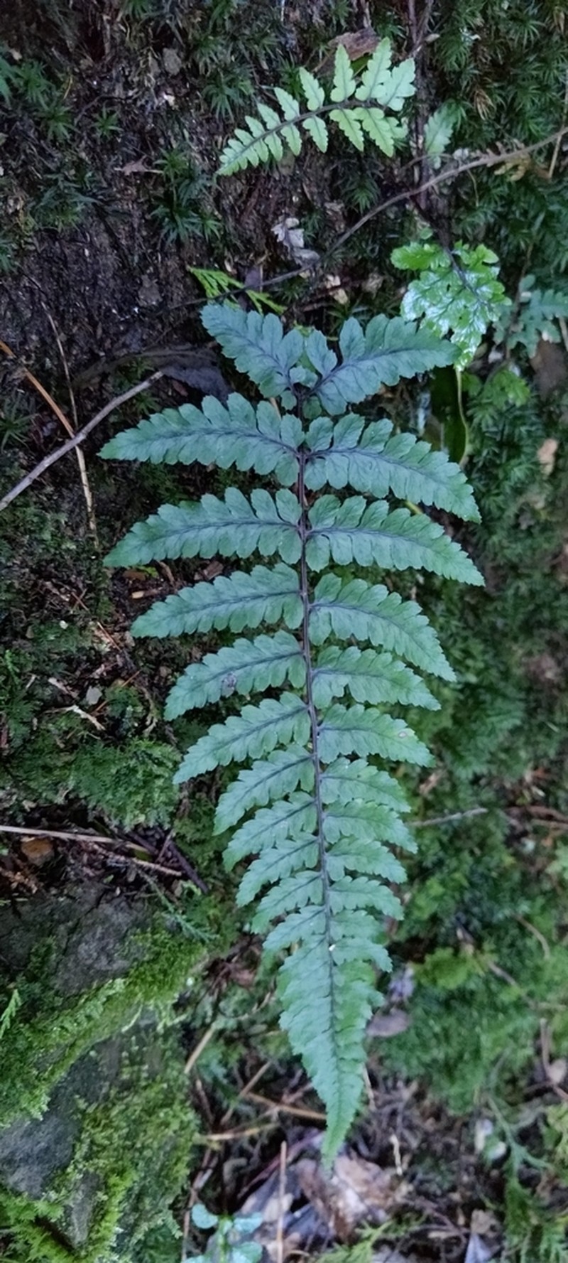 Athyrium leiopodum photo 6