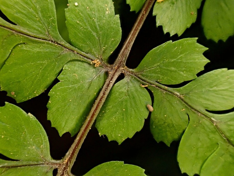 Athyrium leiopodum photo 7