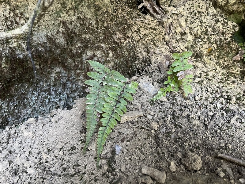 Athyrium leiopodum photo 8