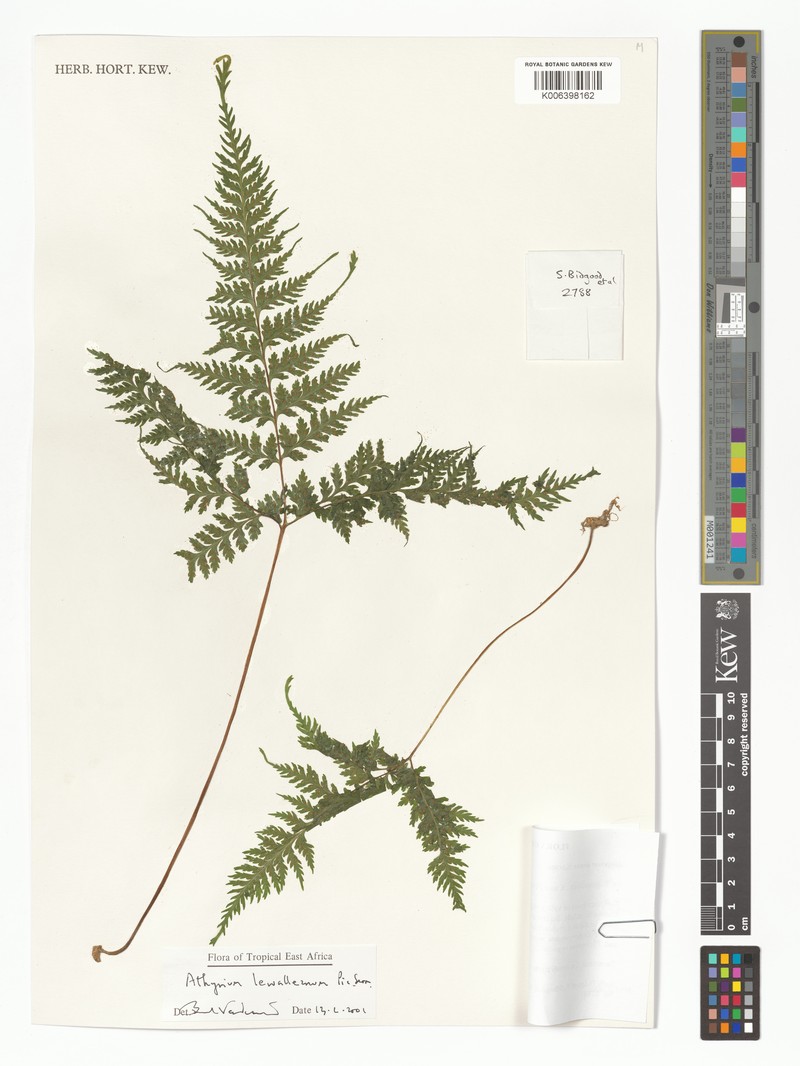 Athyrium lewalleanum