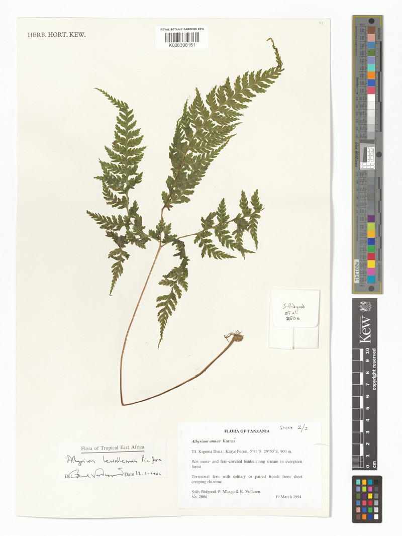 Athyrium lewalleanum photo 2