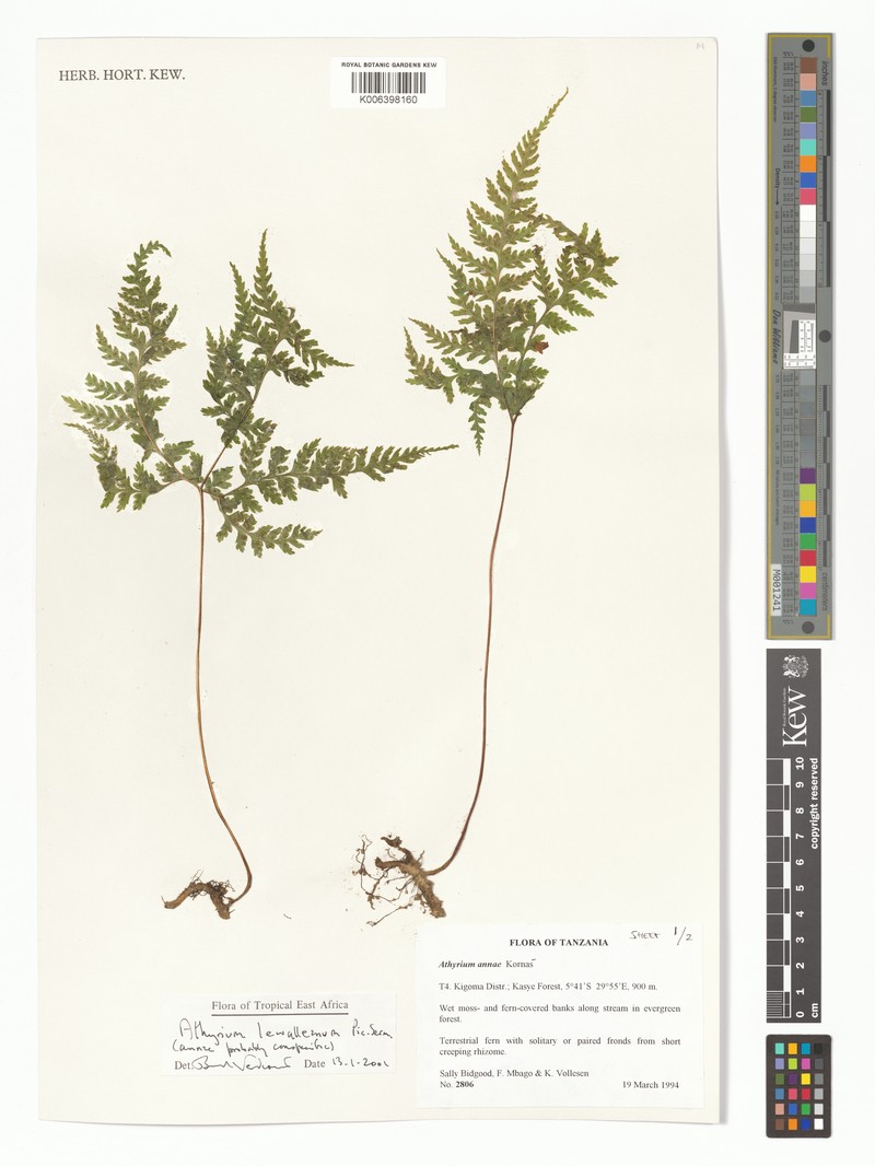 Athyrium lewalleanum photo 3