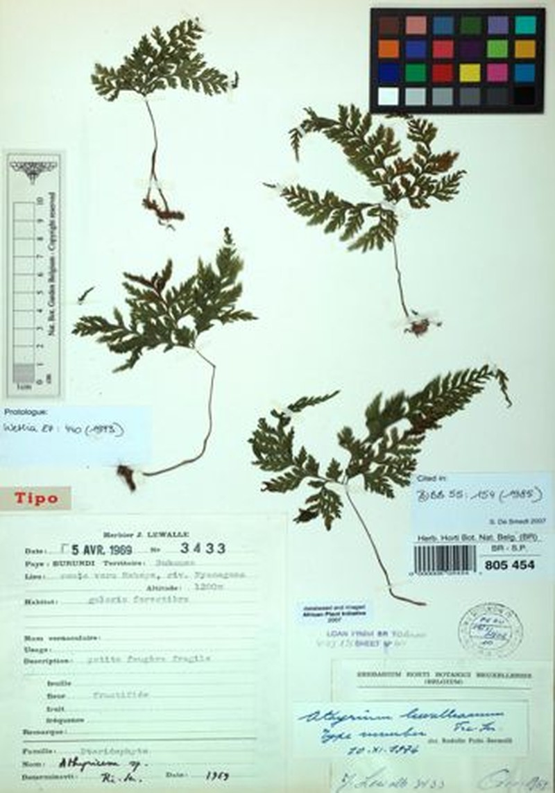 Athyrium lewalleanum photo 4