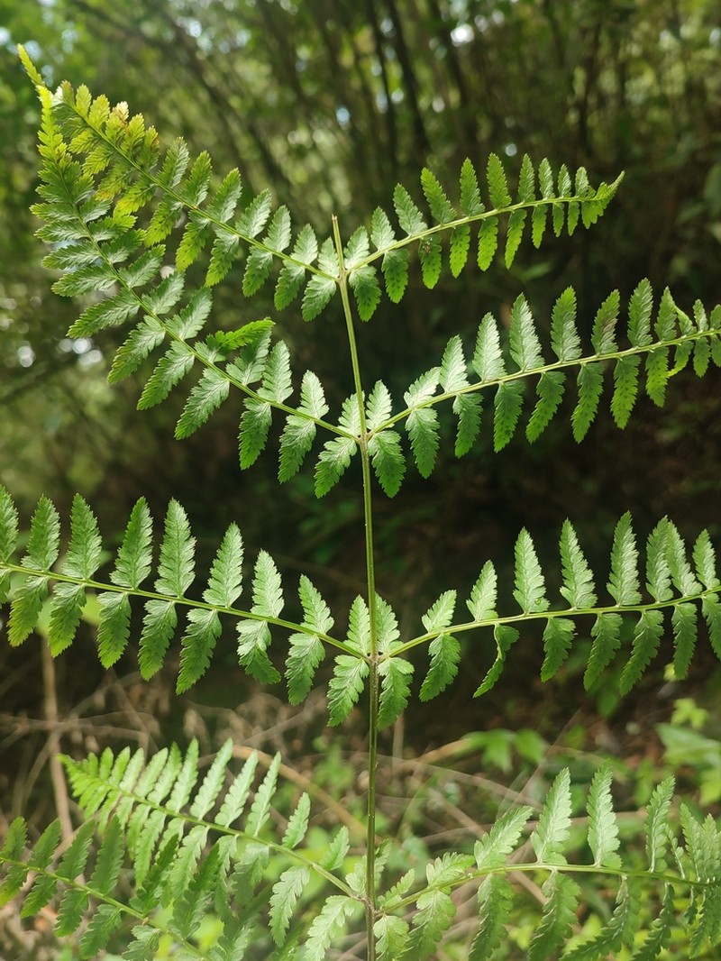 Athyrium mackinnoniorum