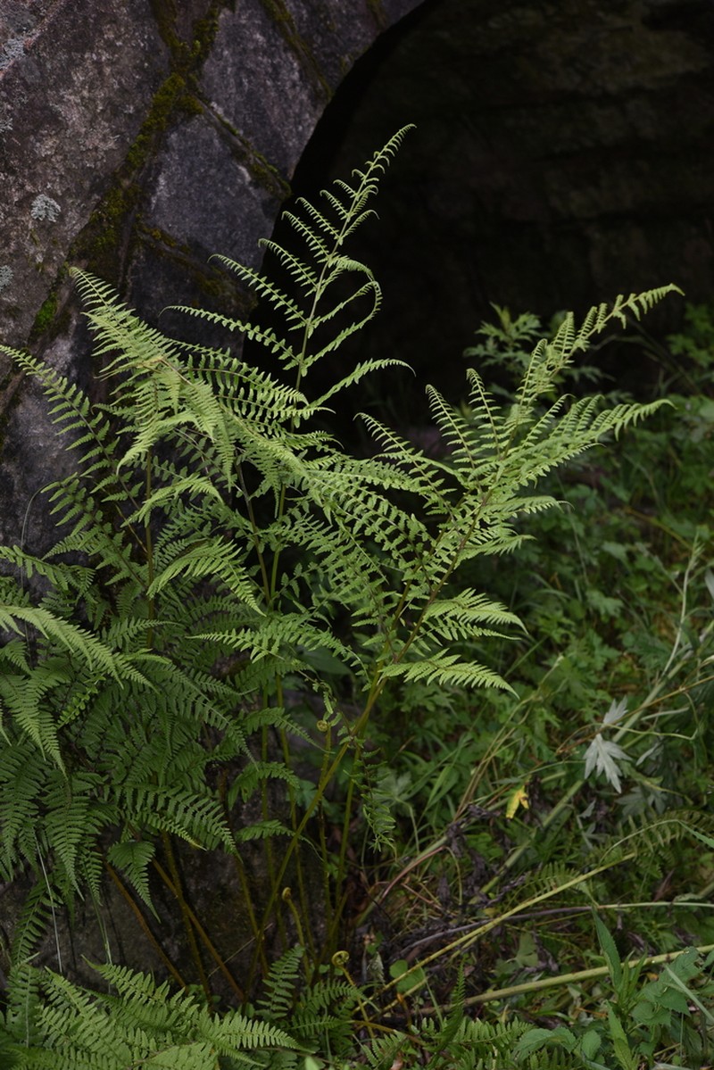 Athyrium mackinnoniorum photo 2