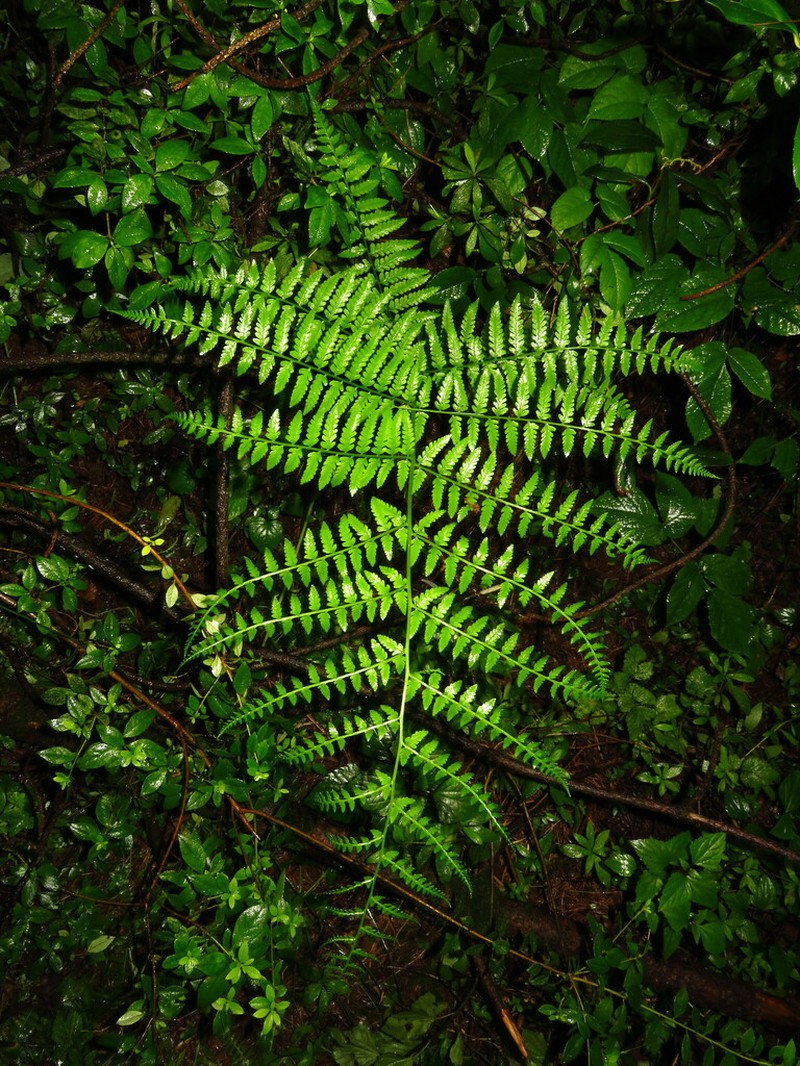 Athyrium mackinnoniorum photo 3
