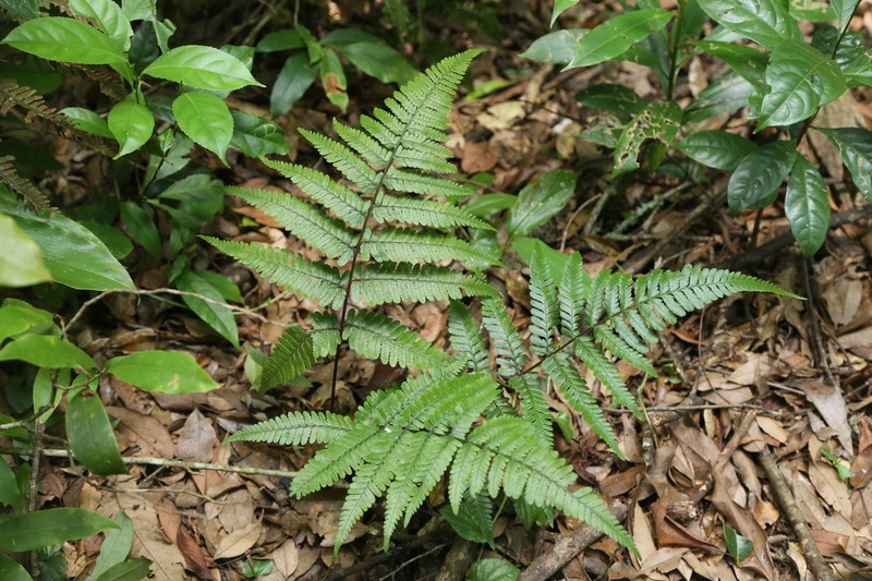 Athyrium mackinnoniorum photo 4