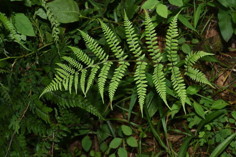 Athyrium mackinnoniorum photo 5