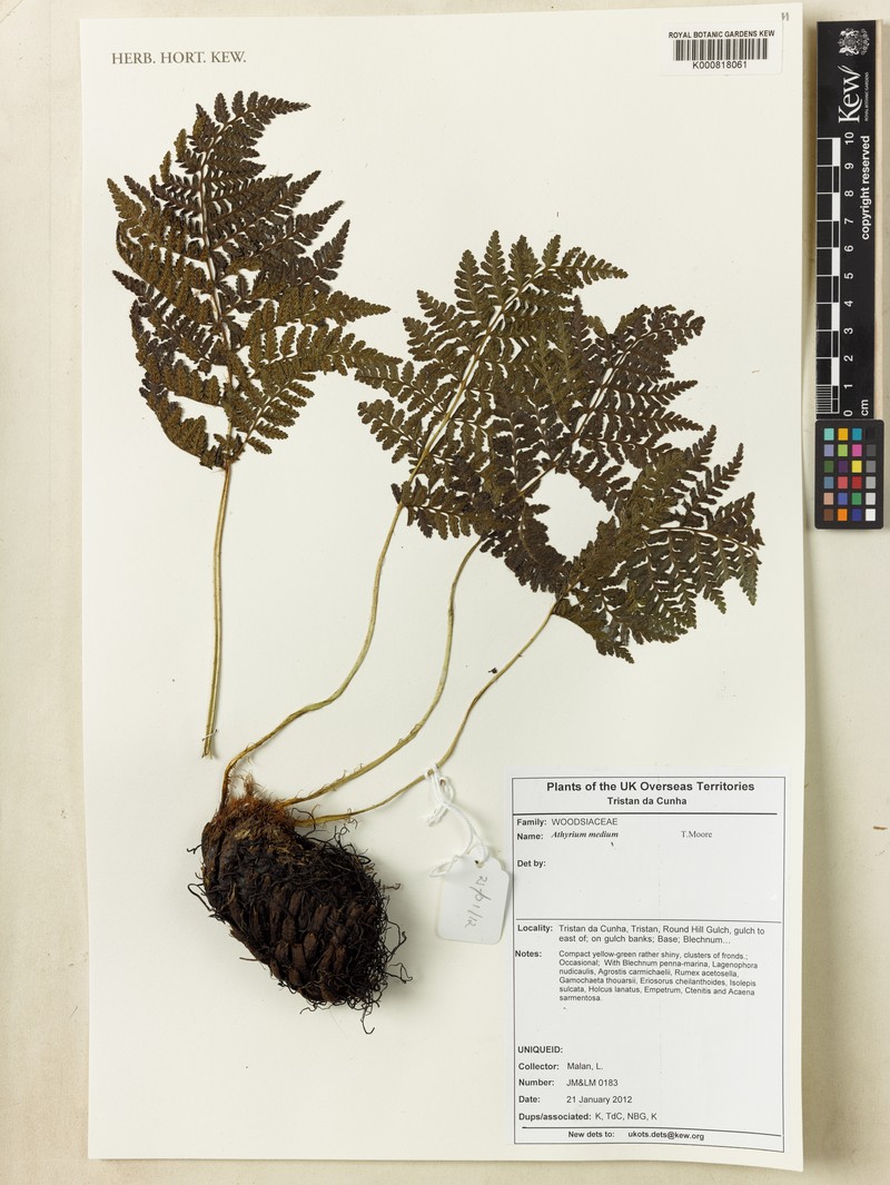 Athyrium medium