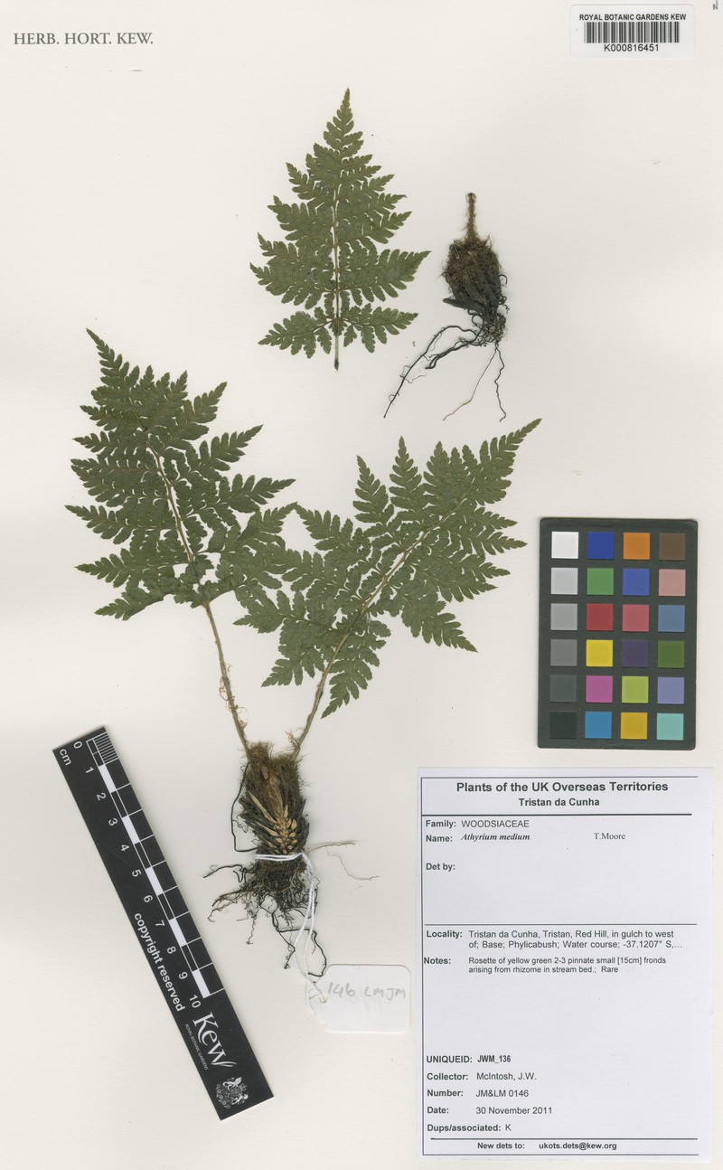 Athyrium medium photo 2
