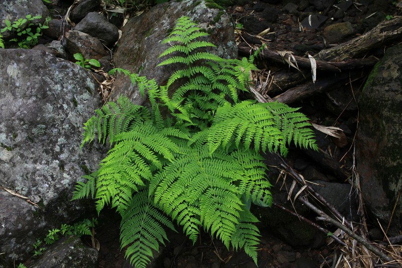 Athyrium melanolepis