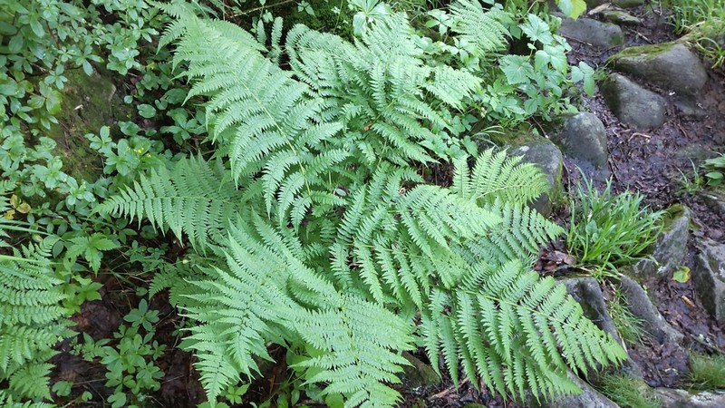 Athyrium melanolepis photo 2