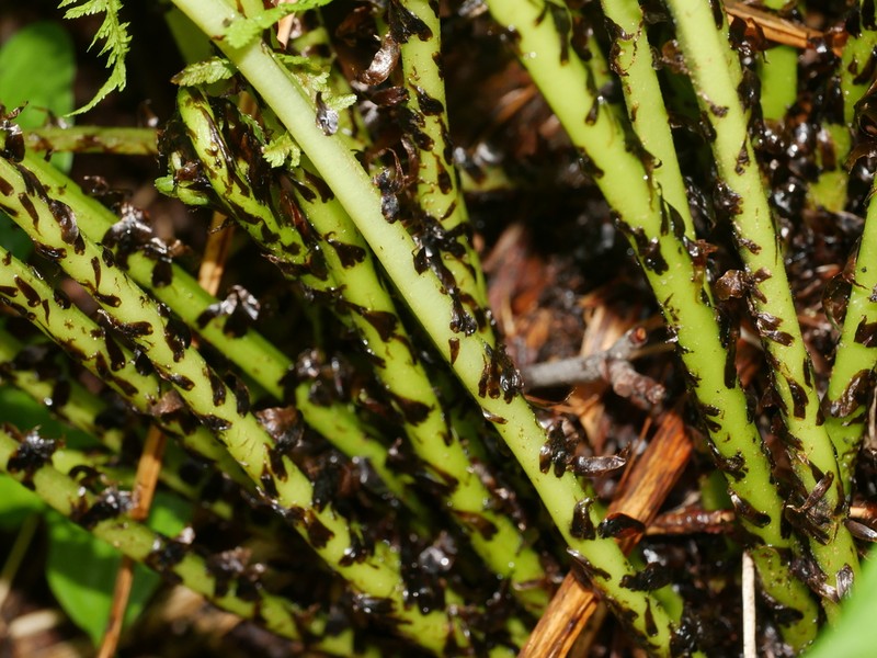 Athyrium melanolepis photo 3